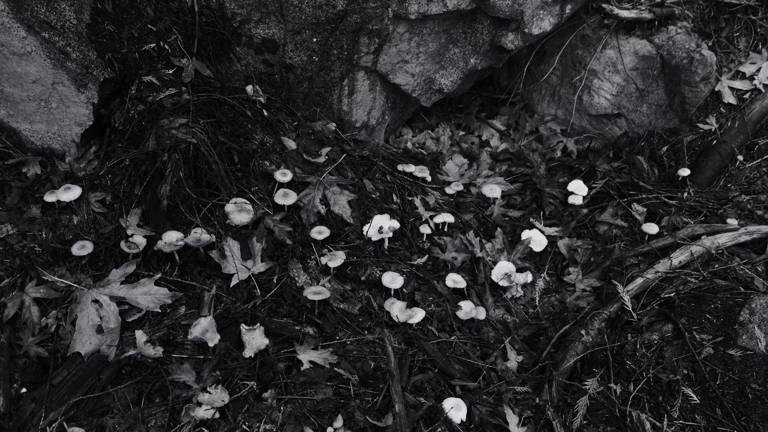 Mushrooms